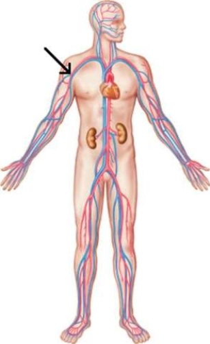 <strong>At the position indicated, this artery is known as the </strong> A) brachial artery. B) subclavian artery. C) radial artery. D) axillary artery.