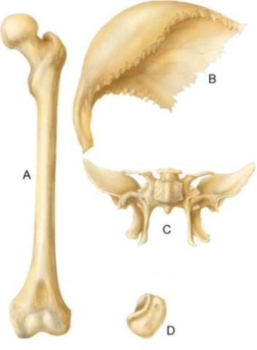 <strong>Which bone is an example of a flat bone? </strong> A) Bone B B) Bone D C) Bone C D) Bone A