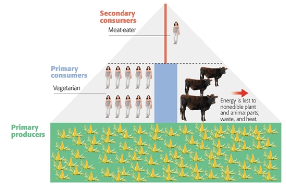 Vegetarians function as_______ in agricultural ecosystems.    A)  primary consumers B)  secondary consumers C)  decomposers D)  omnivores E)  primary producers