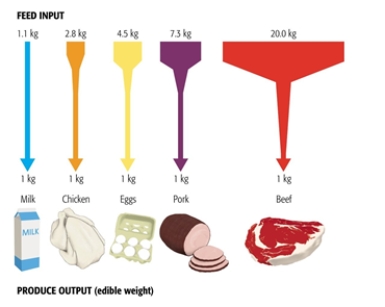 You want to reduce your food footprint. You are at the grocery store and deciding what to have for dinner. Based on the graph shown, what is your best option?   A)  chicken noodle soup B)  vegetable omelet C)  bacon, lettuce, and tomato sandwich D)  cereal and milk E)  hamburger and fries  