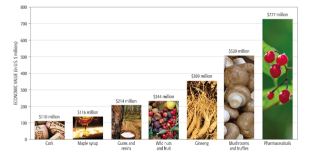 Among non- wood forest products, _______has/have the highest economic value on world markets.   A)  wild nuts and fruit B)  pharmaceuticals C)  ginseng D)  mushrooms and truffles E)  gums and resins  