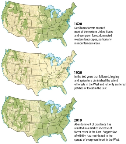 Abandonment of croplands has resulted in more forests covering the ________part of the United States.   A)  southwest B)  eastern C)  western D)  northern E)  southern  