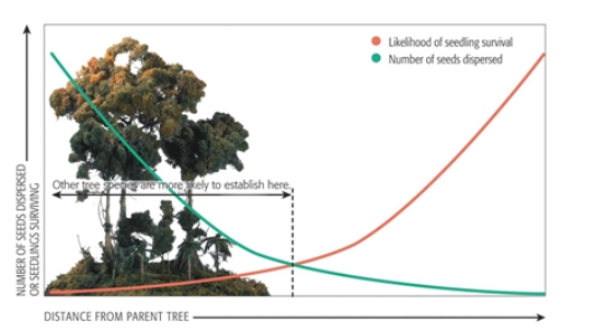   -Experimental studies have demonstrated that there are a high number of herbivores near the largest individual tree species on which that herbivore feeds. According to the data shown, the probability that seeds from that tree species will successfully germinate and grow is________. A)  highest near that tree species B)  dependent on how the local wind and weather affects seed dispersal C)  lowest near adult trees of that species D)  highest near the herbivore's watering hole E)  dependent on how far the herbivore migrates