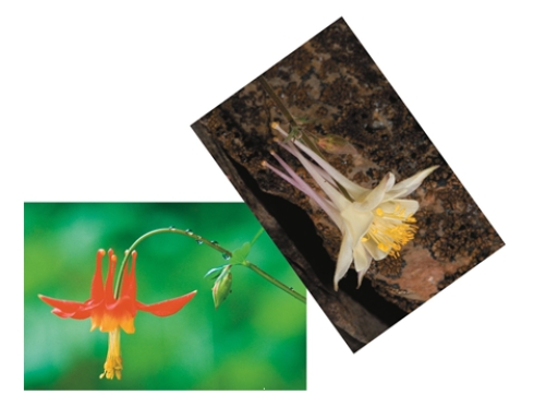 Use the pictures to determine what type of isolation might occur because of the type of organism shown.   A)  reproductive isolation B)  geographic isolation C)  behavioral isolation D)  structural isolation E)  mechanical isolation  