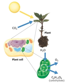 According to the figure, the specific location of photosynthesis is________	.	    A)  the plant cell B)  the atmosphere C)  the plant D)  the chloroplast E)  the atmosphere and the plant  