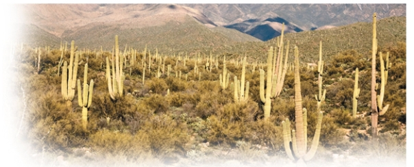Why might there be a lot of spacing between the desert plants shown growing in this photo?    A)  The plants need room to grow and expand as they mature. B)  The plants exploit the nitrogen produced in the atmosphere causing only stronger plants to survive the harsh desert- like environment. C)  The other plants around them have died because there is not enough space in the desert area where they grow. D)  The plants exploit water and nutrients preventing other shrubs from establishing in their area. E)  The roots of strong plants are established and force other plants out because they are more mature.  