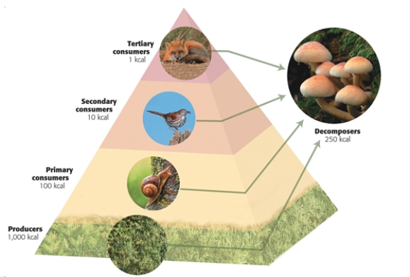 This figure best depicts ________	   A)  the energy cycling consequences of the 10% law B)  nutrient cycling in an ecosystem C)  the energy implications of increasing energy for ecosystem utilization D)  the consequences of decomposers in an ecosystem E)  the energy implications of the 10% law  
