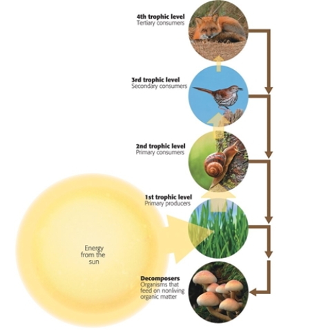 In this grassland ecosystem, where is the most chemical energy located?	   A)  decomposers B)  1st trophic level C)  2nd trophic level D)  3rd trophic level E)  4th trophic level