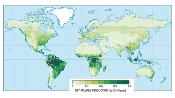    -The greatest terrestrial net primary production can be seen to occur________. A)  in South America B)  in Eurasia C)  in equatorial latitudes D)  in Africa E)  in North America  