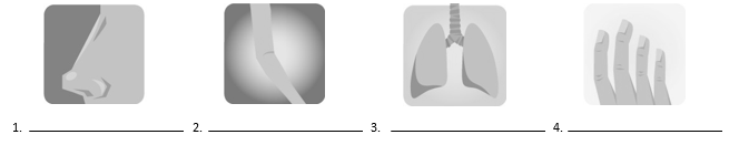 Write the correct vocabulary word for each body part.