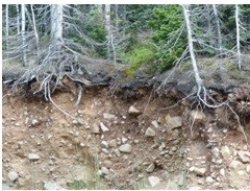 <strong>70)Which of the following processes is the most important process involved in the formation of the upper layer of the soil shown in this photograph from the Connections two-page spread?  </strong> A)metamorphism B)transport by wind C)chemical weathering D)transport by streams <div style=padding-top: 35px> 