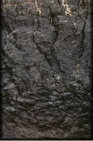 80) The clay-rich soil pictured below is a   A) Oxisol. B) Spodosol. C) Vertisol. D) Gelisol.