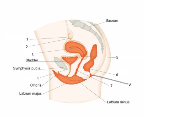 Match the numbers on the diagram of the female pelvic region to the correct organs and structures -