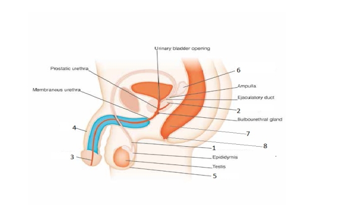 Match the numbers on the diagram of the male pelvic region to the correct organs and structures -
