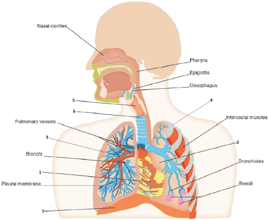 Match the numbers on the diagram of the respiratory system to the correct organs and structures -