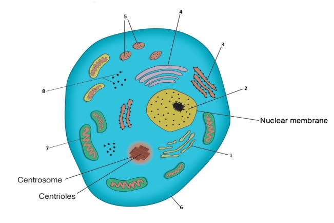Match the names of each of the structures to the correct number on the diagram of the cell -