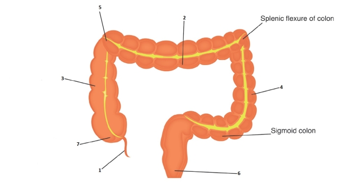 Match the missing labels to the numbers on the diagram - 