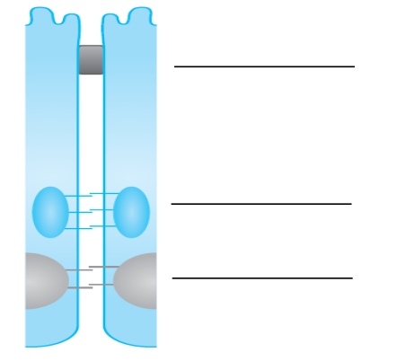 Label the intercellular complexes in the figure below.  <div style=padding-top: 35px> 