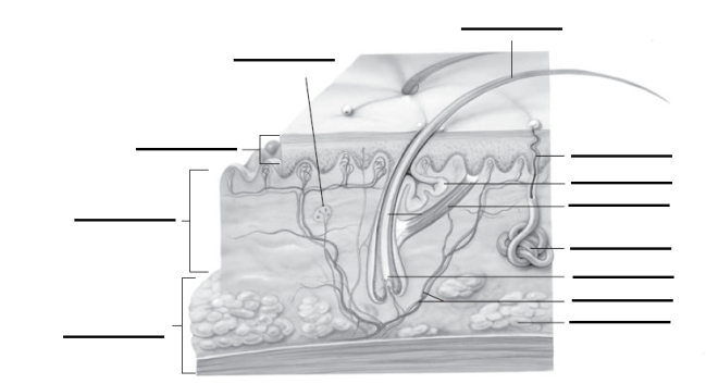 Identify the organ and label the parts in this figure.  <div style=padding-top: 35px> 