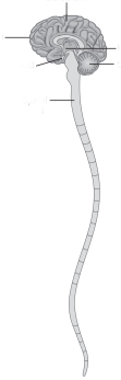 Fill in the blanks in the illustration of the central nervous system below.  <div style=padding-top: 35px> 