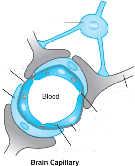 Label the figure below showing a cross-section of a brain capillary,which represents the structure of the blood- brain barrier (BBB). The BBB does not represent a distinct organ but rather is a functional concept.  <div style=padding-top: 35px> 