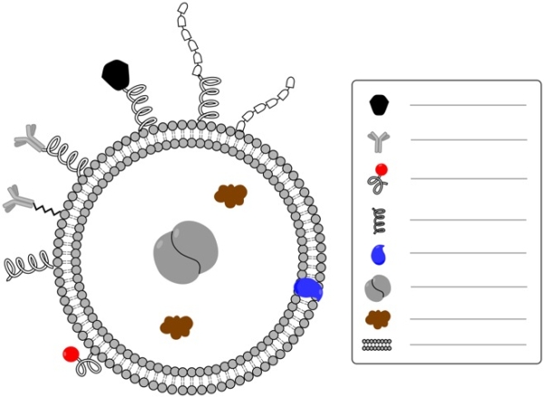 Add labels to the figure below. Liposomes as a novel colloidal drug delivery system. Liposomes can be tailor designed to adopt diverse grafting strategies on their surfaces or modifications within the liposomal composition to provide tissue specificity and targetability  <div style=padding-top: 35px> 