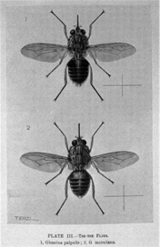 What are the names of each of these species? What is their common name?   