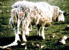 This sheep is suffering from what condition?   