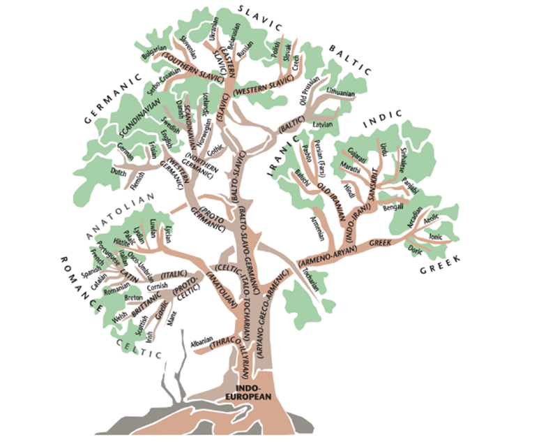   -Based on the linguistic family tree, which statement is NOT accurate? A)  Danish and Swedish are Germanic languages. B)  Italian is a Romance language. C)  Scottish and Welsh are Celtic languages. D)  Ionic and Doric are Indic languages.