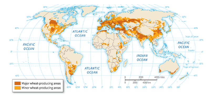   -Based on the figure, which statement is NOT true? A)  All continents, except Antarctica, contain both major and minor wheat-producing areas. B)  In Africa, the only major wheat-producing area is found in Egypt. C)  More of western Australia is used for producing wheat than eastern Australia. D)  Wheat production in South America is found solely in the southern portion of the continent.
