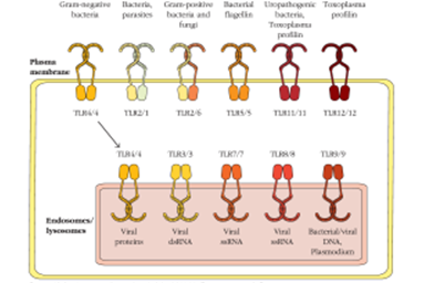 A number of strains of the bacteria Salmonella enterica contain flagella and can invade human cells.Based on Figure 4-6, which TLRs are most likely to be used to recognize such strains?   A) TLR4 and TLR 3 B) TLR 4 and TLR 7 C) TLR 5 and TLR 9 D) Only TLR 5 E) Only TLR 7