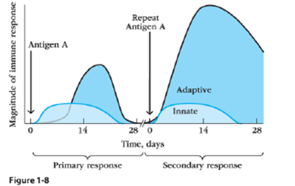 Examine Figure 1-8.Which cells are MOST likely responsible for the intense response to Antigen A following a second exposure? ​   A) B cells B) T cells C) Memory T cells D) Memory B cells E) Both memory T cells and memory B cells are responsible.