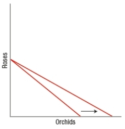 In the diagram, what change must have occurred to rotate the budget line as shown?   A)  The price of roses rose. B)  The price of roses fell. C)  The price of orchids rose. D)  The price of orchids fell.