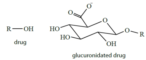 Drugs are often conjugated to glucuronic acid groups in biological systems. Explain why you would need to conjugate a drug to glucuronic acid and how glucuronides solve this problem.  <div style=padding-top: 35px> 