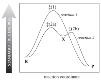 Consider the reaction free-energy diagram for two reactions that convert reactants (R)  into products (P)  and select the two correct statements.   A)  Reaction 1 is faster because it occurs in one step. B)  Reaction 2 is faster than reaction 1. C)  Both reactions occur at the same rate at a given concentration of R. D)  X is a transition state of reaction 2. E)  The rate-limiting step of reaction 2 is R ⇌ X.f.  The rate-limiting step of reaction 2 is X ⇌ P.g.  X must be a carbocation.