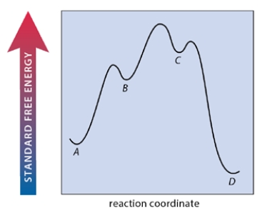 A multistep reaction A ⇌ B ⇌ C ⇌ D has the free energy-reaction coordinate diagram shown below. Which step of the reaction is rate-limiting in the forward direction?   A)  the reaction of A to B B)  the reaction of B to C C)  the reaction of C to D