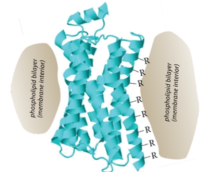 The figure shows a ribbon structure for the opioid receptor, a member of the  G-protein coupled receptor  family. This protein, as shown in the cartoon, is imbedded in the membrane so that the exterior of the protein is in contact with the membrane phospholipid bilayer.   