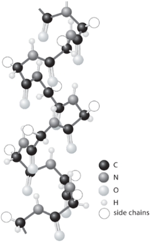 Shown is a model of the <font face= symbol ></font>-helical conformation of a protein. Show any two of the many hydrogen bonds that are responsible for maintenance of the <font face= symbol ></font>-helical conformation. In each hydrogen bond, identify the donor atom and the acceptor atom, then show the hydrogen bond itself with a line.   