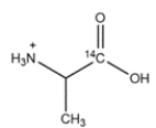 Outline a synthesis of the radiolabeled amino acids below. You can use Na<sup>14</sup>CN as a source of <sup>14</sup>C. Deuterated compounds can be prepared from CD<sub>3</sub>OH. a.      b.    