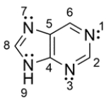 Purine is a bicyclic ring found in DNA. The structure for purine is shown below. For each lone pair of nitrogen, determine whether the lone pair resides on a 2p orbital or sp<sup>2</sup> orbital.   