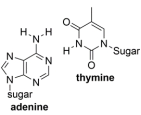 Shown below are the two types of base pairs in DNA, with the bases in the same relative alignments that they are in DNA.      a. Show all the relevant hydrogen bonds with dotted lines and include the unshared pairs on the acceptor atoms, within each pair. b. Which base pair has the strongest intermolecular interaction and why?