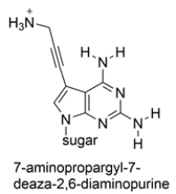 The heterocyclic base 7-aminopropargyl-7-deaza-2,6-diaminopurine has been incorporated into a short sequence of nucleotides. The structure is shown below. Compare it to the other nucleotides and determine which nucleotide base is it likely to pair with. Draw the matching nucleotide with hydrogen bonds as dotted lines.   