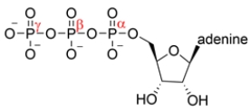The structure of ATP is shown below. A nucleophile can react with which phosphorus atom?   A)  the <font face= symbol ></font> phosphorus only B)  the <font face= symbol ></font> phosphorus only C)  the <font face= symbol ></font> phosphorus only D)  The <font face= symbol ></font>, <font face= symbol ></font>, and <font face= symbol ></font> phosphorus can all react with nucleophiles.
