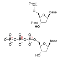 DNA polymerase is an enzyme that catalyzes the nucleophilic attack of a 3ʹ-OH group of a deoxyribose sugar on the alpha-phosphorus of another nucleoside triphosphate. Draw a curved-arrow mechanism showing this attack, then identify the leaving group lost and what the driving force of the reaction is.   