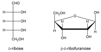 Ribose is cyclized to the hemiacetal <font face= symbol ></font>-D-ribofuranose. Draw a curved-arrow mechanism to show the cyclization step.   