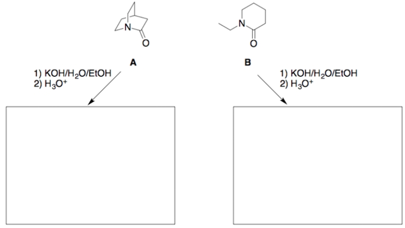 When these two amides undergo hydrolysis under identical reaction conditions, it is found that amide A reacts significantly faster (>1000 times) than does amide B. a. Draw the structure of each hydrolysis product in the appropriate box.    b. Using concepts developed in this course, and using structures and reaction coordinate diagrams, explain the above indicated difference in the hydrolysis rates. (Assume the ring strains in amides A and B are essentially equal, and the tetrahedral intermediates (TIs) for both reactions are of about equal energy.)