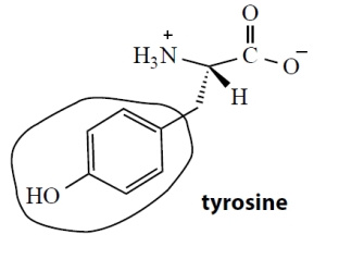 The α-amino acid tyrosine has the following structure. What is the functional group (circled) in the side-chain of tyrosine? ​ ​   
