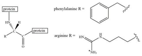 An arginine residue and a phenylalanine residue are located close to each other in a protein structure.   Select the most favorable interaction(s)  of arginine and phenylalanine. A)  offset stacking B)  edge-to-face interaction C)  pi-cation interaction