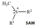 Select the one true statement about biological reactions involving S-adenosylmethionine (SAM) .   A)  The sulfur acts as a nucleophile. B)  The sulfur acts as a nucleophile in scavenging unwanted epoxides. C)  The sulfur (with its two attached groups)  acts as a leaving group. D)  The R<sup>1</sup> and R<sup>2</sup> groups attached to the sulfur act as electrophiles. E)  The methyl group attached to sulfur acts as a nucleophile.