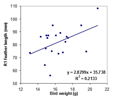 Tail-feather length in birds is sometimes a sexually dimorphic trait. That is, the trait differs substantially for males and for females. Researchers studied the relationship between tail-feather length (measuring the R1 central tail feather)  and weight in a sample of 20 male long-tailed finches raised in an aviary. The data are represented in the following scatterplot, along with the least-squares regression line equation and the square of the correlation coefficient (R<sup>2</sup>) .   What is the value of the correlation coefficient describing the relationship between weight and tail-feather length? A) Approximately 0.05 B) Approximately 0.21 C) Approximately 0.46 D) Cannot be estimated from the information provided